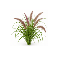 觀賞草